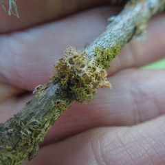 Teloschistes exilis