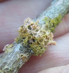 Teloschistes exilis