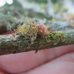 Teloschistes exilis