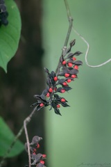 Rhynchosia precatoria