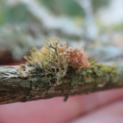 Teloschistes exilis