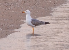 Larus michahellis