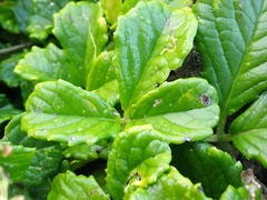 Cyphostemma flaviflorum