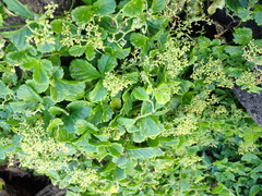 Cyphostemma flaviflorum