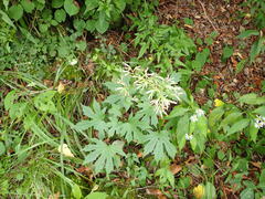 Parasenecio delphiniphyllus