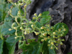 Cyphostemma flaviflorum