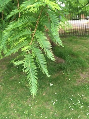 Sequoioideae