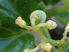 Cyphostemma flaviflorum