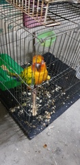 Aratinga solstitialis