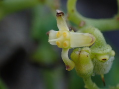 Cyphostemma flaviflorum