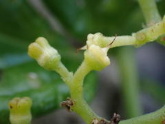 Cyphostemma flaviflorum