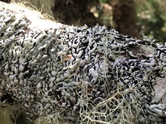 Hypogymnia occidentalis