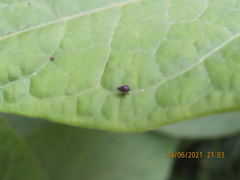 Aphis craccivora