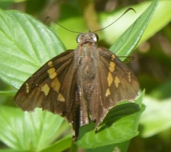Chioides churchi