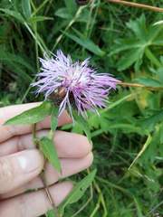 Centaurea phrygia