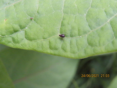 Aphis craccivora