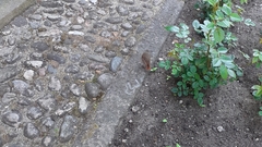 Phoenicurus phoenicurus