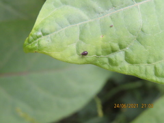 Aphis craccivora