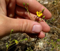 Deinandra pentactis