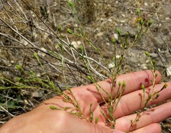 Deinandra pentactis