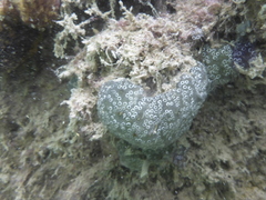 Aplousobranchia