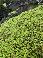 Pseudohygrohypnum eugyrium