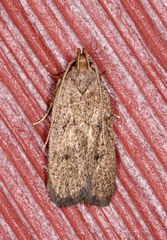 Glyphidocera juniperella