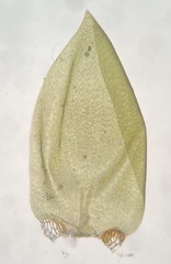 Pseudohygrohypnum eugyrium