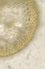 Pseudohygrohypnum eugyrium