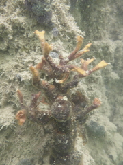 Schizoporella errata