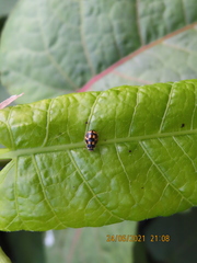 Propylea quatuordecimpunctata