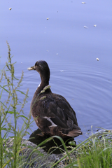 Anas platyrhynchos domesticus