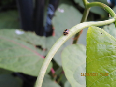Propylea quatuordecimpunctata