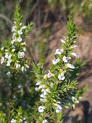 Muraltia ericifolia