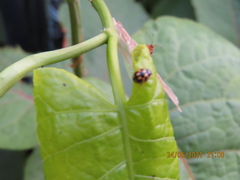 Propylea quatuordecimpunctata
