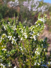 Muraltia ericifolia