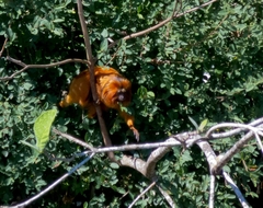 Leontopithecus rosalia