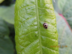 Propylea quatuordecimpunctata