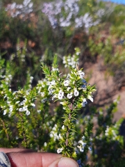 Muraltia ericifolia