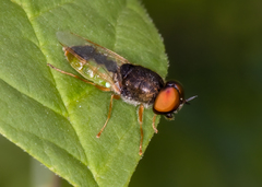 Odontomyia virgo