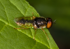 Odontomyia virgo