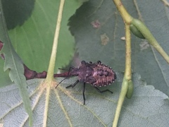 Pentatoma rufipes