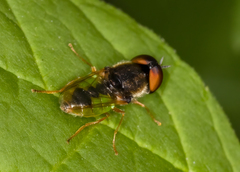 Odontomyia virgo