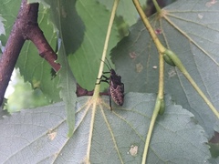 Pentatoma rufipes