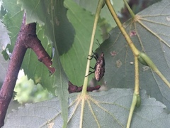 Pentatoma rufipes