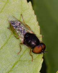 Odontomyia virgo