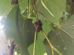 Pentatoma rufipes