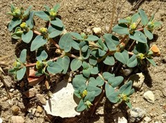 Euphorbia ocellata