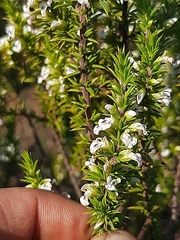 Muraltia ericifolia