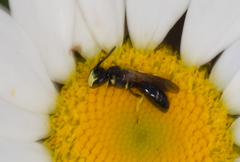 Hylaeus illinoisensis